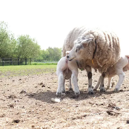 Herdershut 'de Skoeboet', Vlakbij Zee Sint Maartensbrug